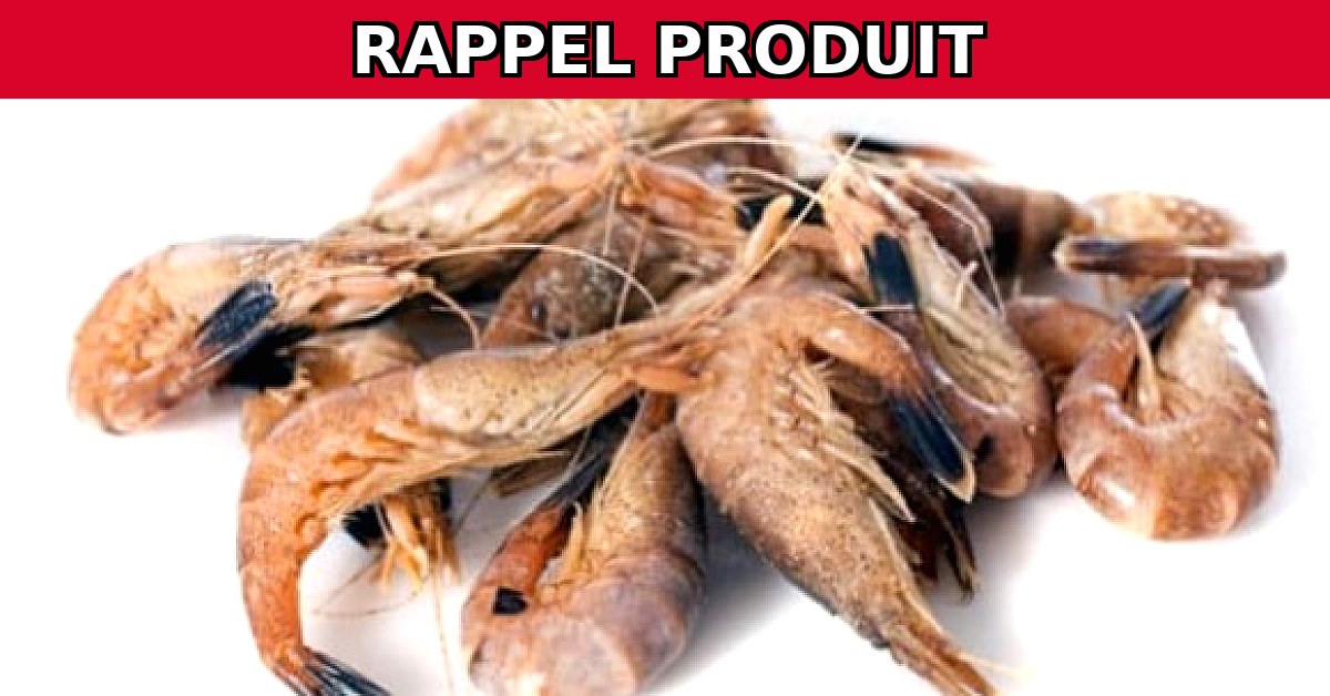 Image du rappel produit Alerte Rappel : Crevettes Grises Cuites Contaminées à la Listeria