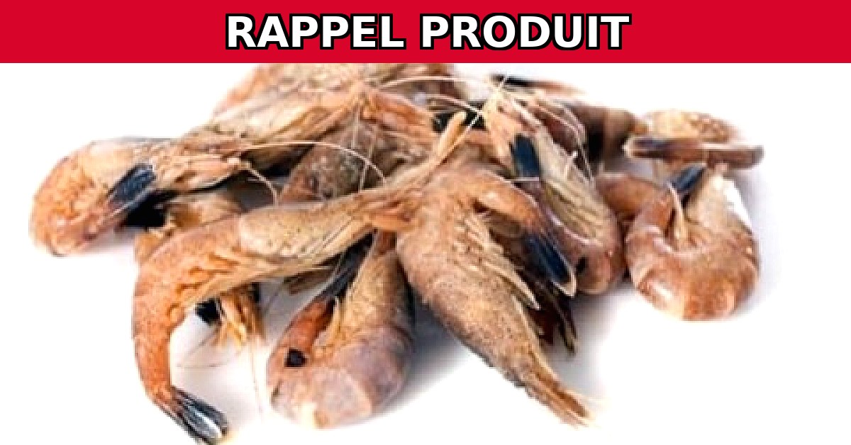 Alerte Rappel : Crevettes Grises Cuites Contaminées !