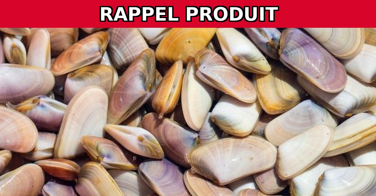 Rappel urgent : Tellines potentiellement dangereuses en vente !