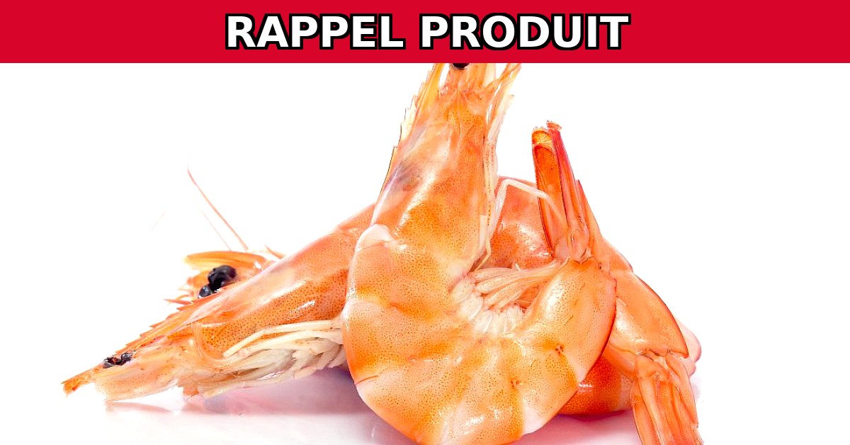 Alerte Rappel : Crevettes Cuites Contaminées à la Listeria