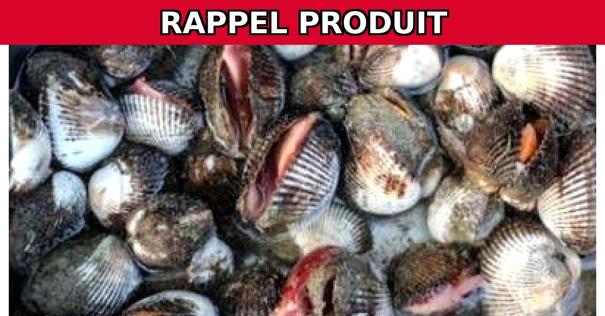 Alerte Rappel : Coques Grosses Contaminées par Salmonella spp