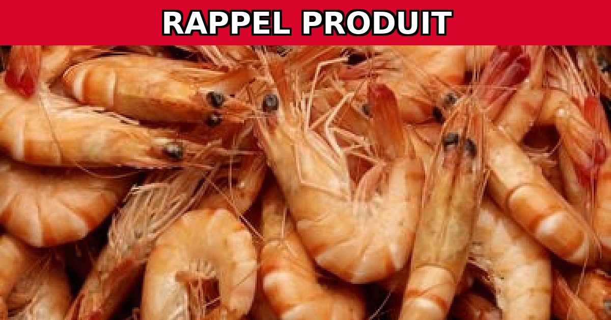 Alerte Rappel : Crevettes Cuites 25/35 Contaminées par Listeria