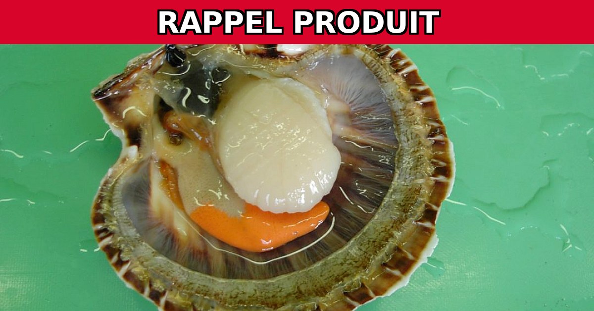 Alerte Rappel : Coquilles Saint Jacques Rade de Brest Contaminées !