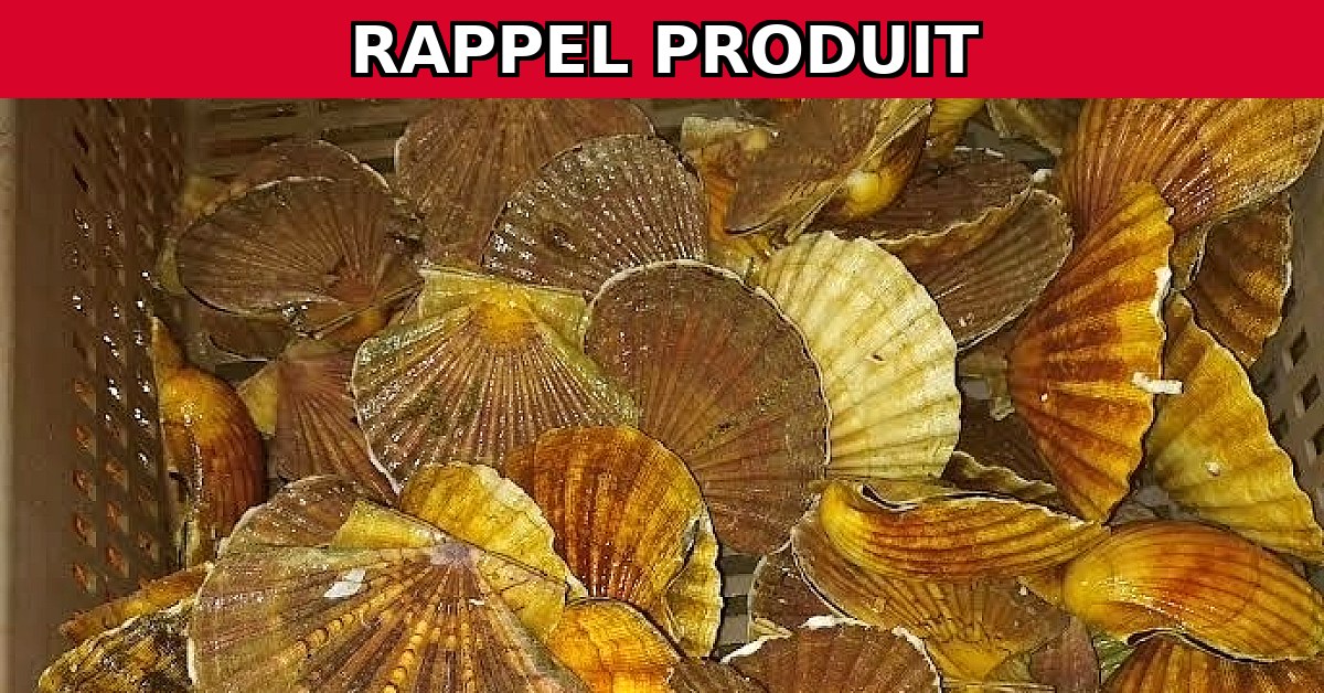 Alerte Rappel : Coquilles Saint Jacques Brest Contaminées