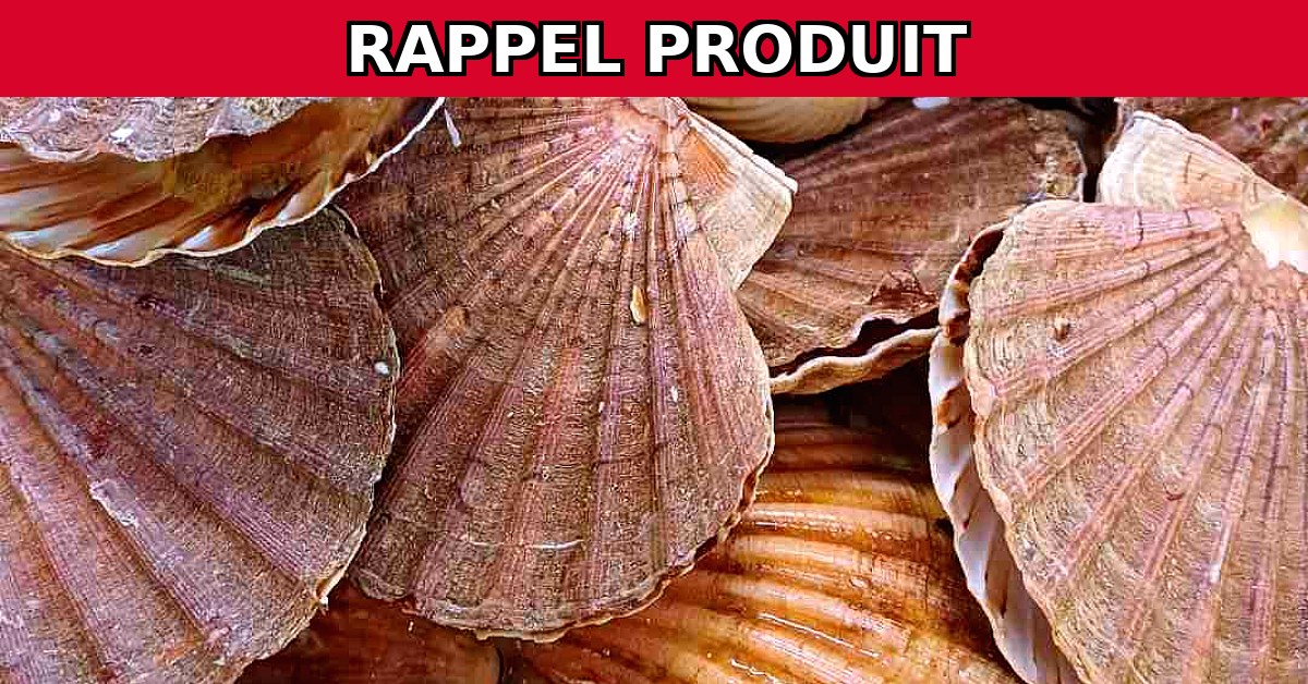 Rappel Urgent : Saint Jacques de Moulin Lorient Marée en raison de toxines