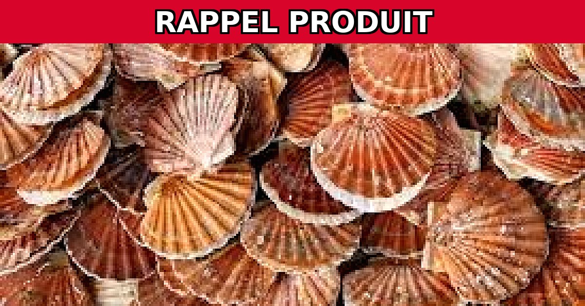 Alerte Rappel : Coquilles Saint Jacques Rade de Brest en raison de biotoxines marines