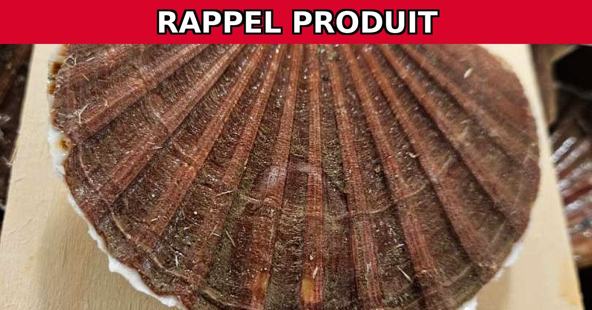 Alerte Rappel : Coquilles St Jacques Rade de Brest en Danger !