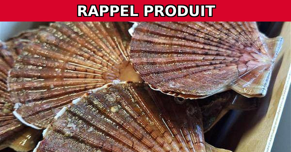 Alerte Rappel : Coquille St Jacques Coraillee - Rade de Brest