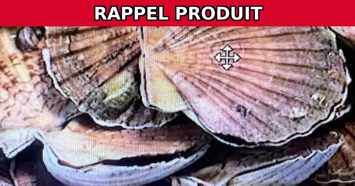 Alerte Rappel : Coquilles Saint-Jacques de Brest Contaminées !
