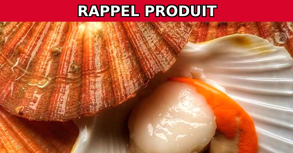 Alerte Rappel : Coquille St Jacques de la Rade de Brest Fraîche